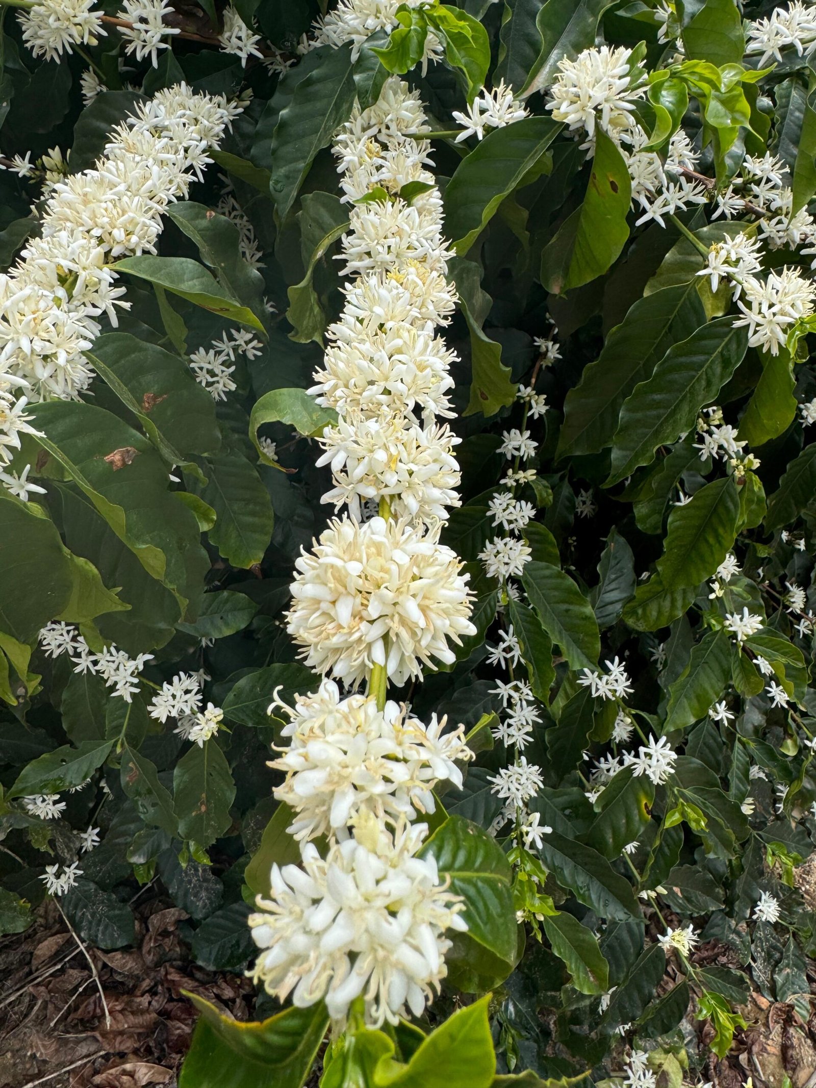 Imagem do WhatsApp de 2025-11-29 à(s) 05.59.03_e5c28f1a